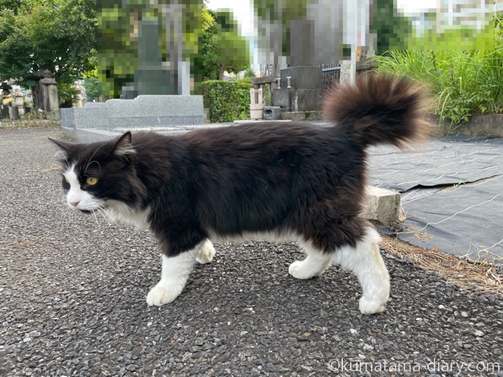 黒白長毛猫さん