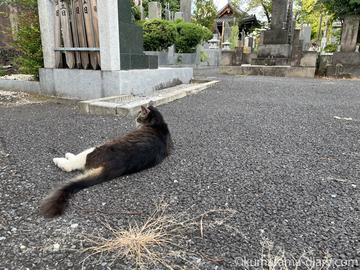 長毛猫さんたち