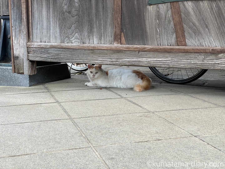 長毛猫さん