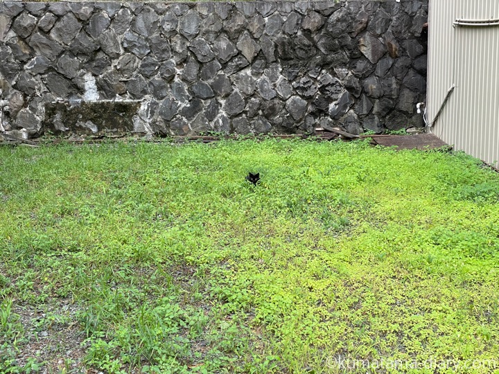 空き地の黒猫さん