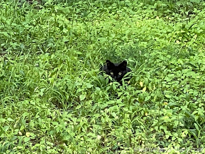 空き地の黒猫さん