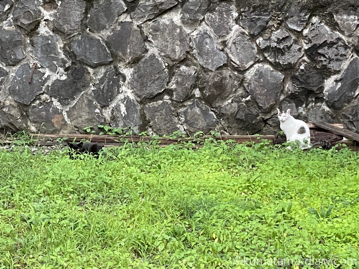 空き地の黒猫さんたち