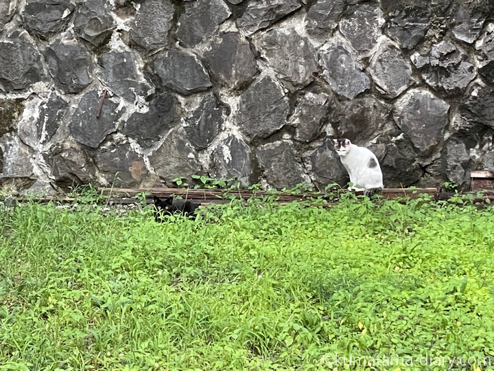 空き地の黒猫さんたち