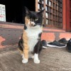 黒三毛猫さん