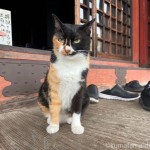 お寺の黒三毛猫さん