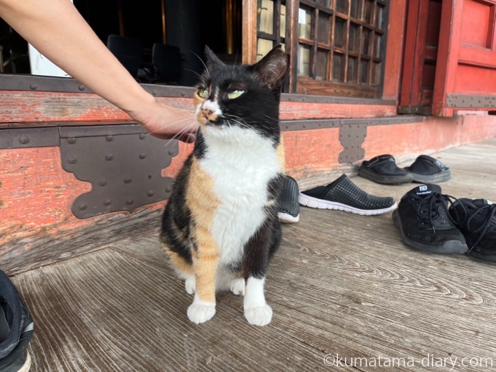 黒三毛猫さん