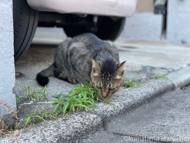 キジトラ猫さん