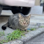 草を食べるキジトラ猫さん