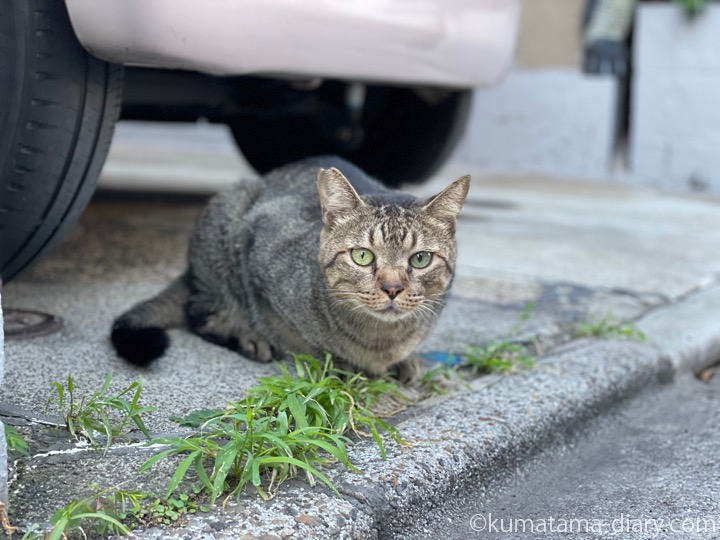 キジトラ猫さん