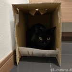 箱の中の黒猫