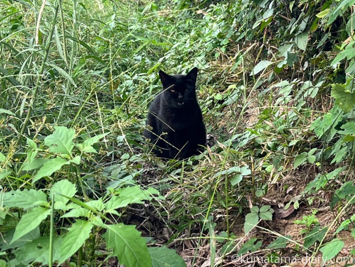 黒猫さん