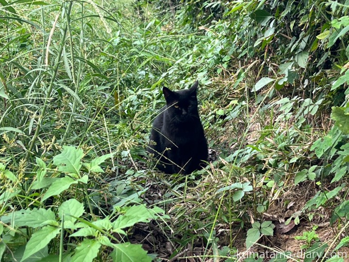 黒猫さん