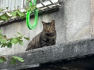 キジトラ猫さん