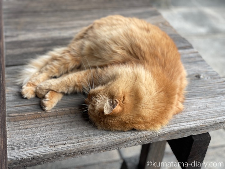 長毛猫さん