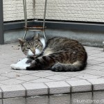 マズルが白くて可愛い猫さん