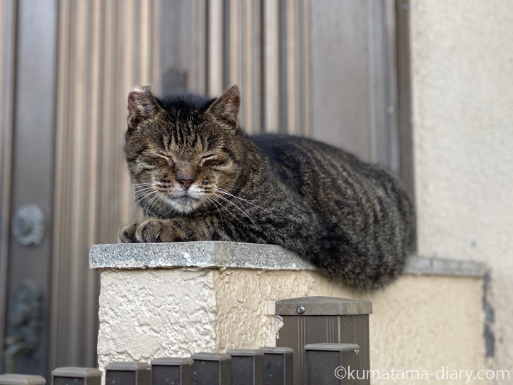 キジトラ猫さん