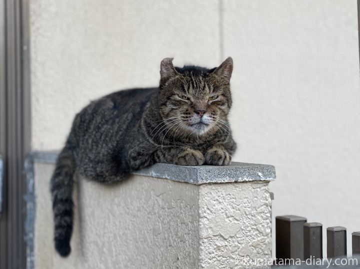 キジトラ猫さん