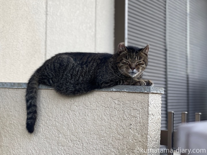 キジトラ猫さん