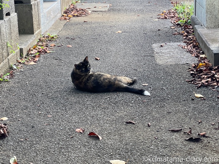 サビ猫さんっぽい三毛猫さん