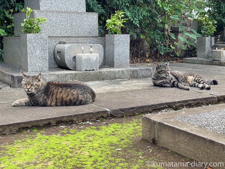 キジトラ猫さんたち