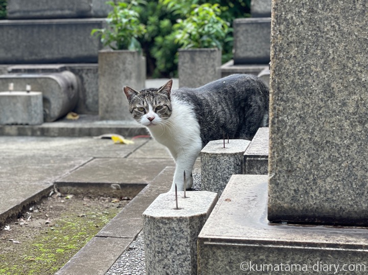 キジトラ白猫さん