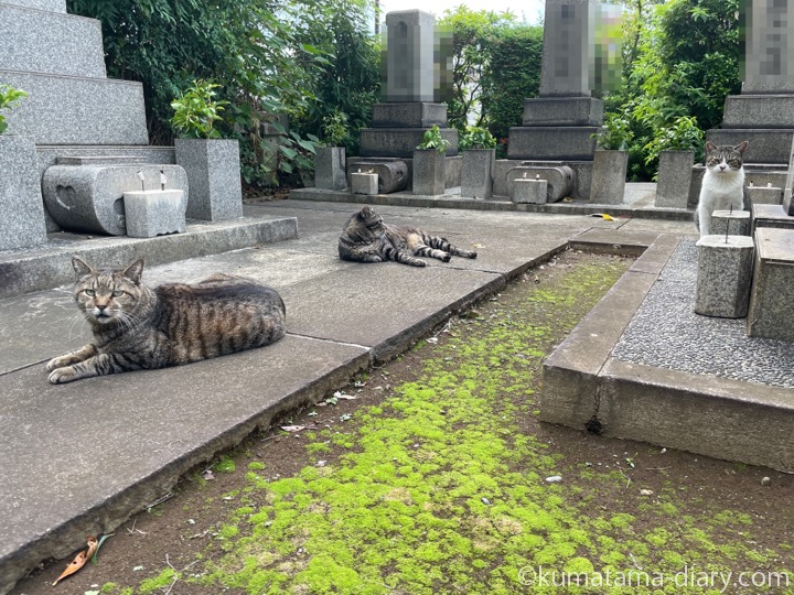 キジトラ猫さんたち