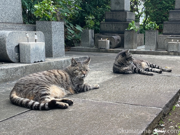 キジトラ猫さんたち