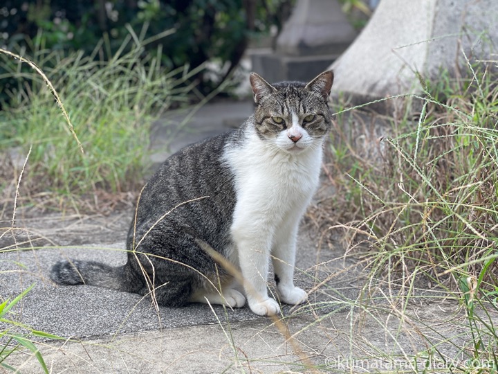 キジトラ白猫さん