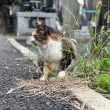 長毛の三毛猫さん