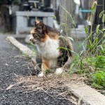 エノコログサと猫さん