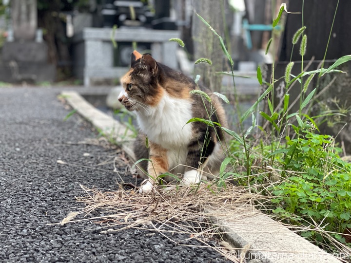 長毛の三毛猫さん