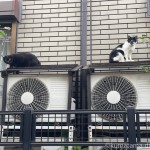 今年も室外機に乗っていた黒猫さんと黒白猫さん