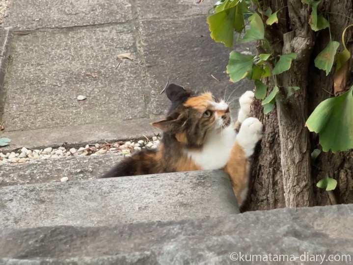 爪を研ぐ三毛猫さん