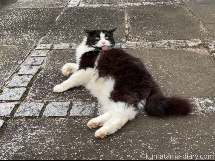 黒白の長毛猫さん