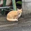 茶トラ猫さん