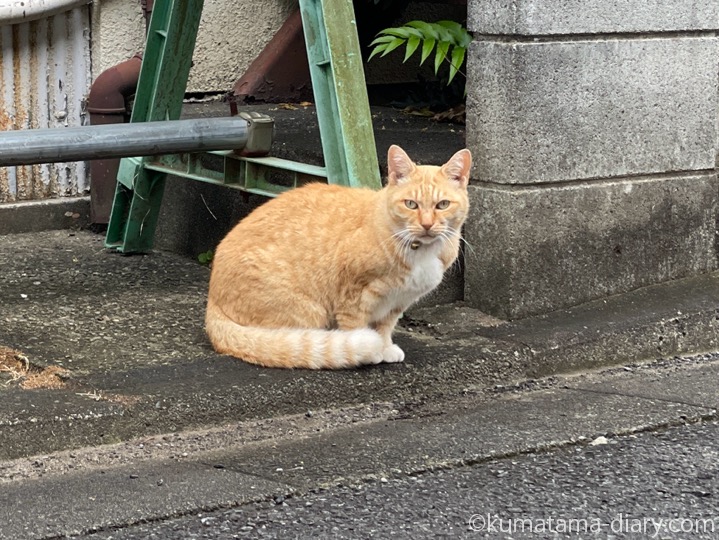 茶トラ猫さん