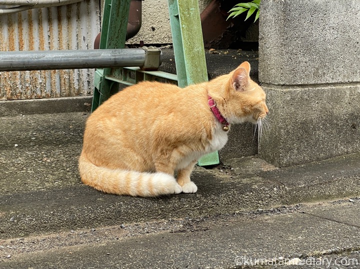 茶トラ猫さん