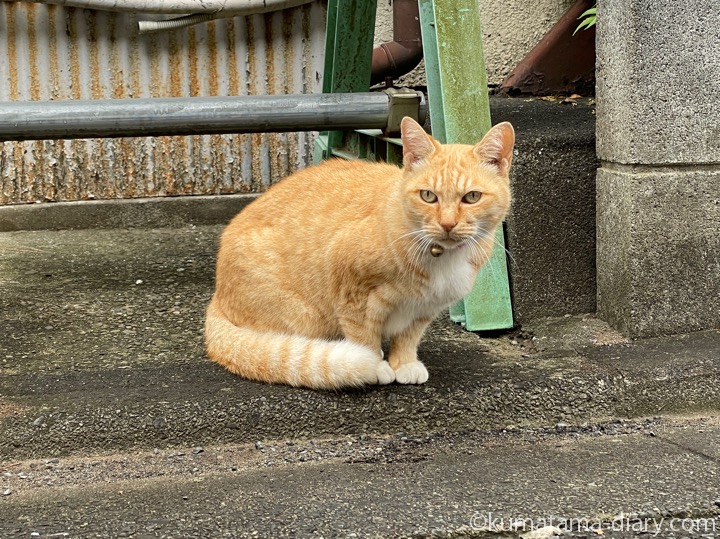 茶トラ猫さん