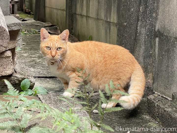 茶トラ猫さん