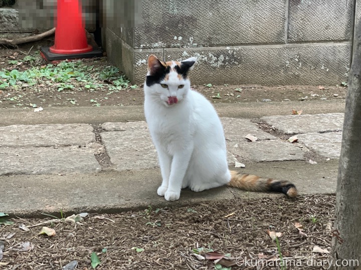 三毛猫さん