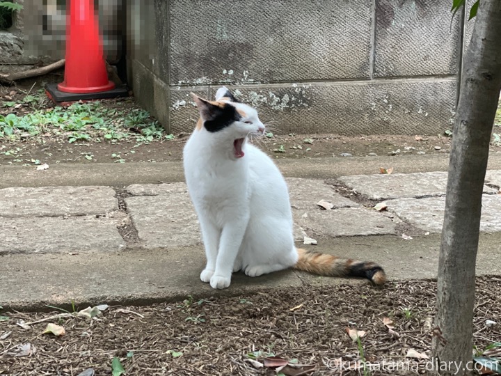 三毛猫さんあくび