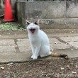 三毛猫さんあくび