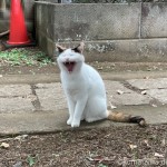 三毛猫さんのあくび