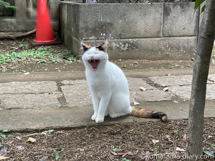 三毛猫さんあくび