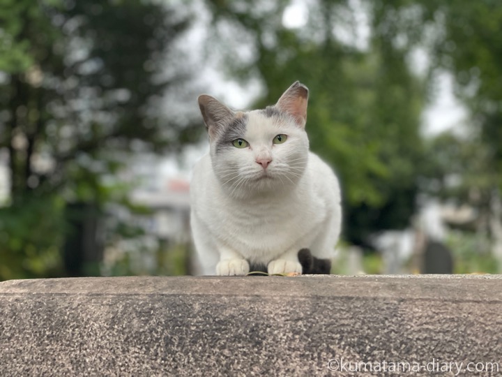 パステル三毛猫さん