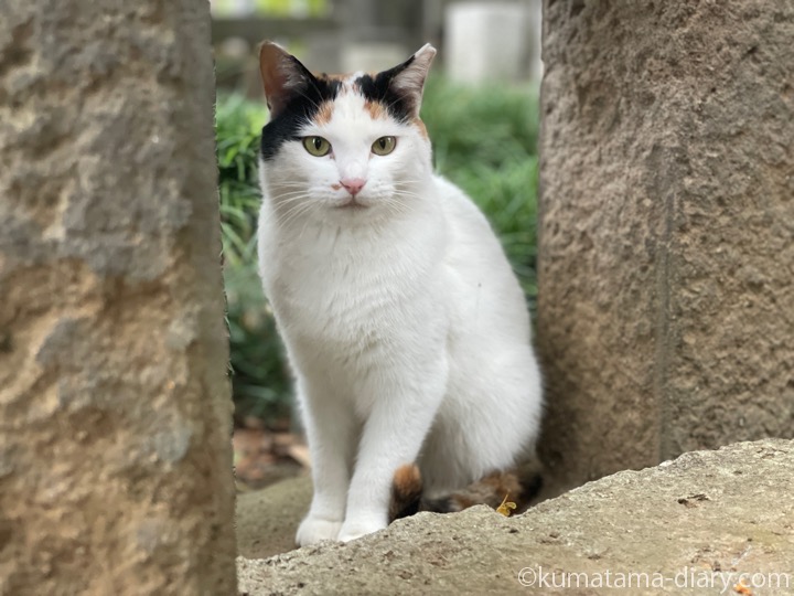 三毛猫さん