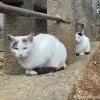 三毛猫さんたち