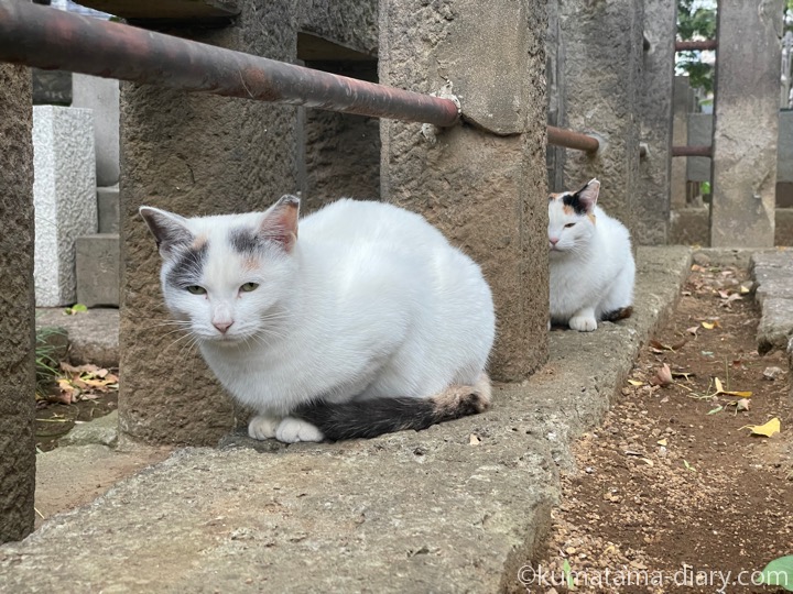 三毛猫さんたち