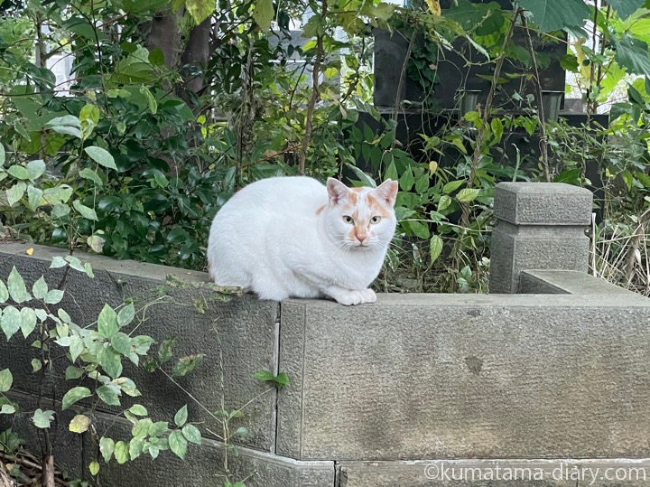 茶トラ白猫さん