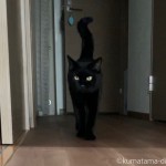 トイレのあと悠々と歩く猫